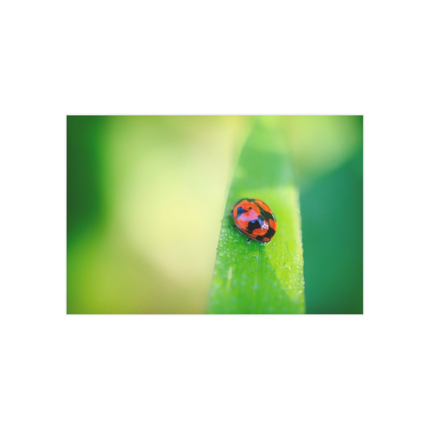 A macro print of a beautiful lady bug