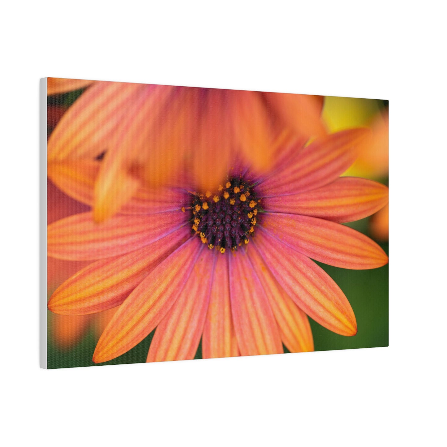 Colorful daisy printed on a stretched matte canvas