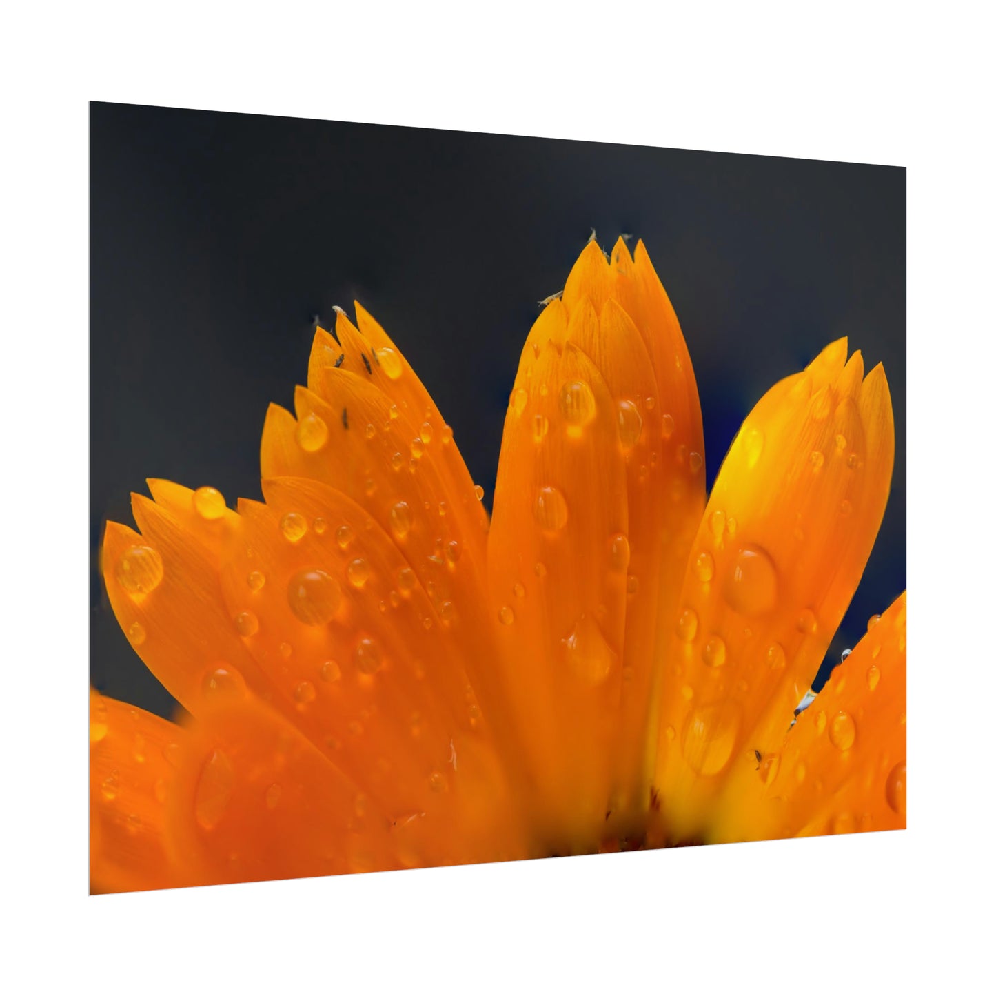 Orange flower petals drenched in dew printed on a rollable poster