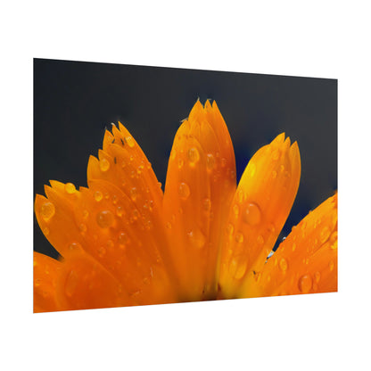 Orange flower petals drenched in dew printed on a rollable poster