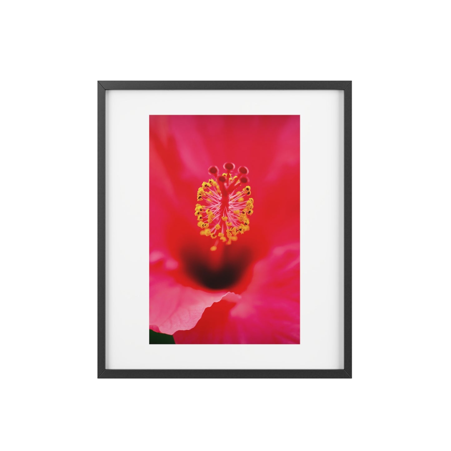 A beautiful hibiscus flower printed on a framed matte poster