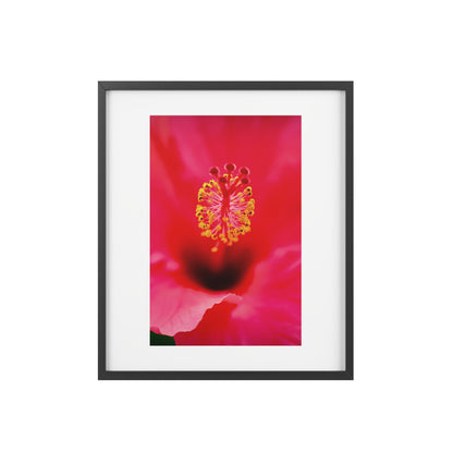 A beautiful hibiscus flower printed on a framed matte poster