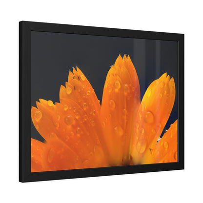 Orange flower petals drenched in dew printed on a framed paper poster