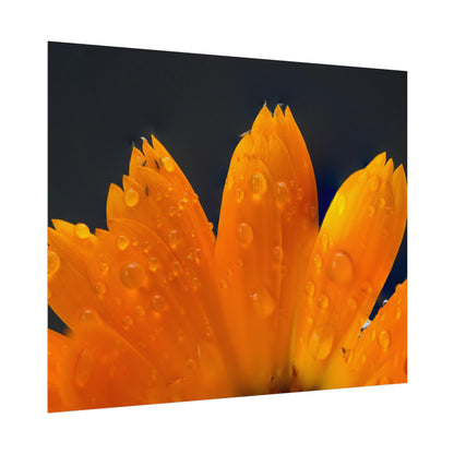 Orange flower petals drenched in dew printed on a rollable poster