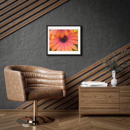 Colorful daisy printed on a framed matte poster