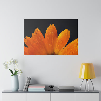 Orange flower petals drenched in dew printed on a stretched matte canvas