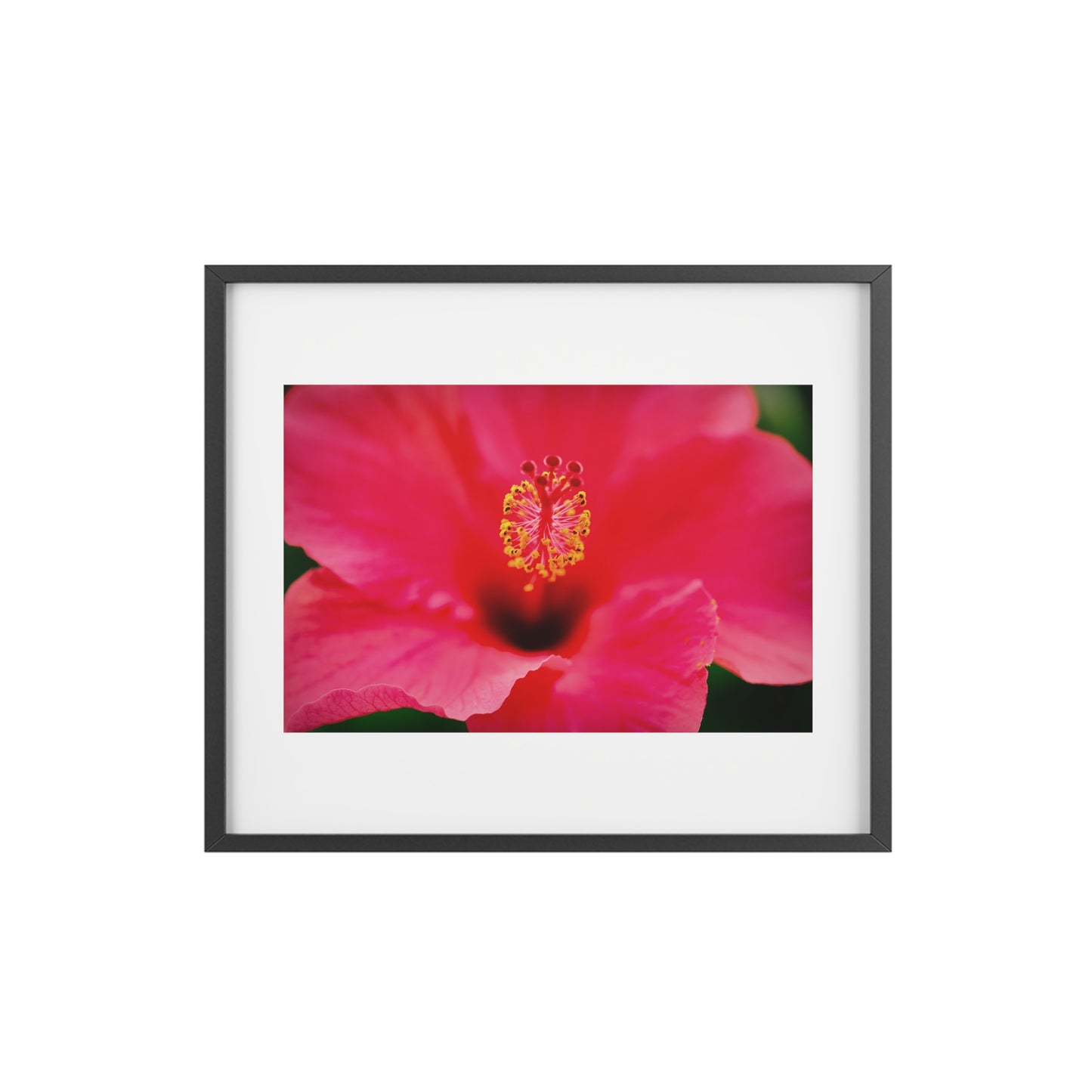 A beautiful hibiscus flower printed on a framed matte poster