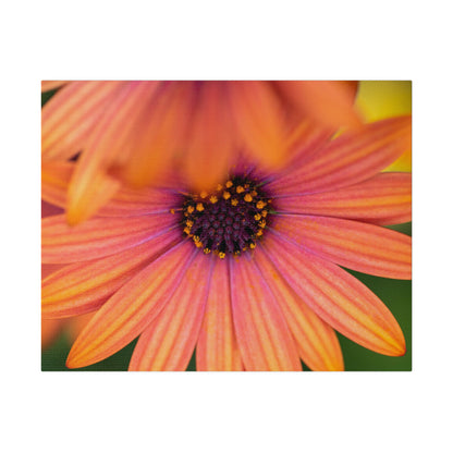 Colorful daisy printed on a stretched matte canvas