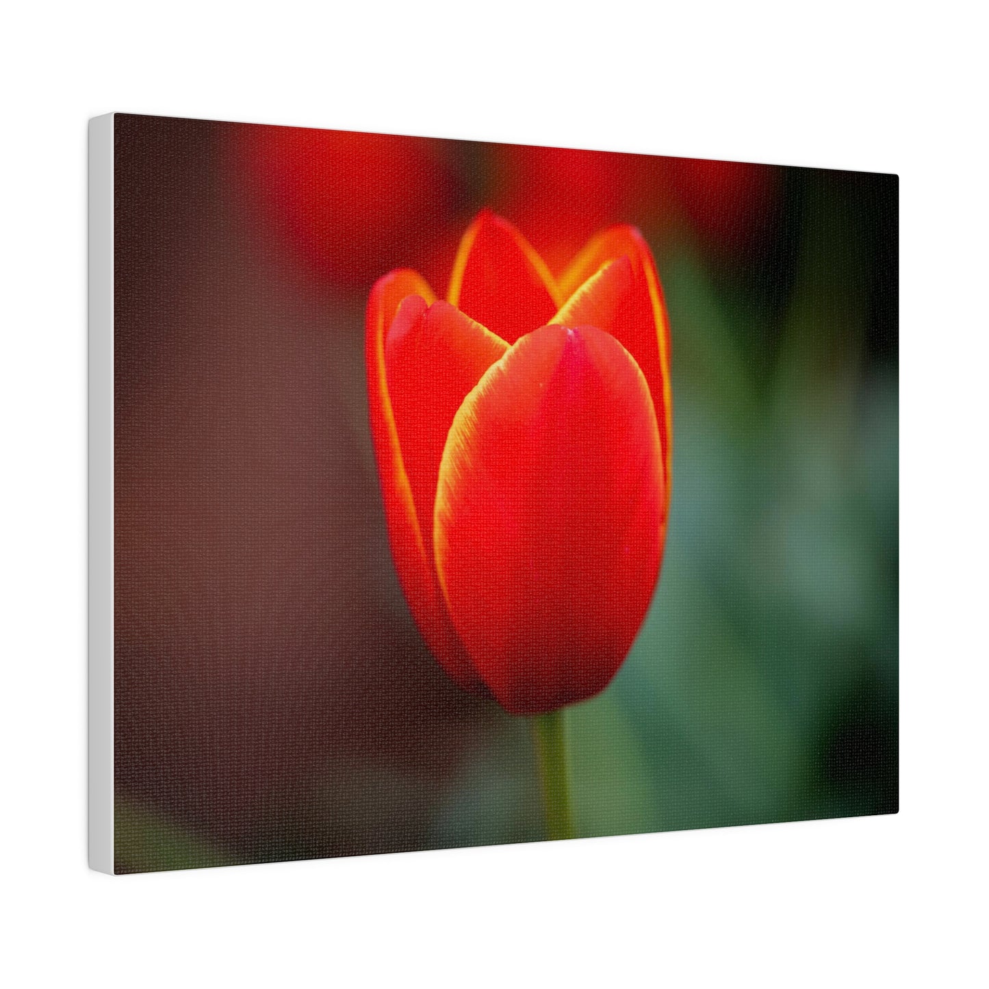 Fiery red and yellow tulip printed on a stretched matte canvas