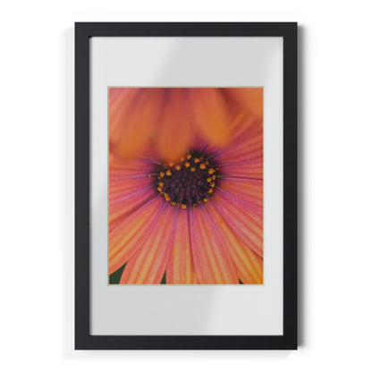 Colorful daisy printed on a black framed posters