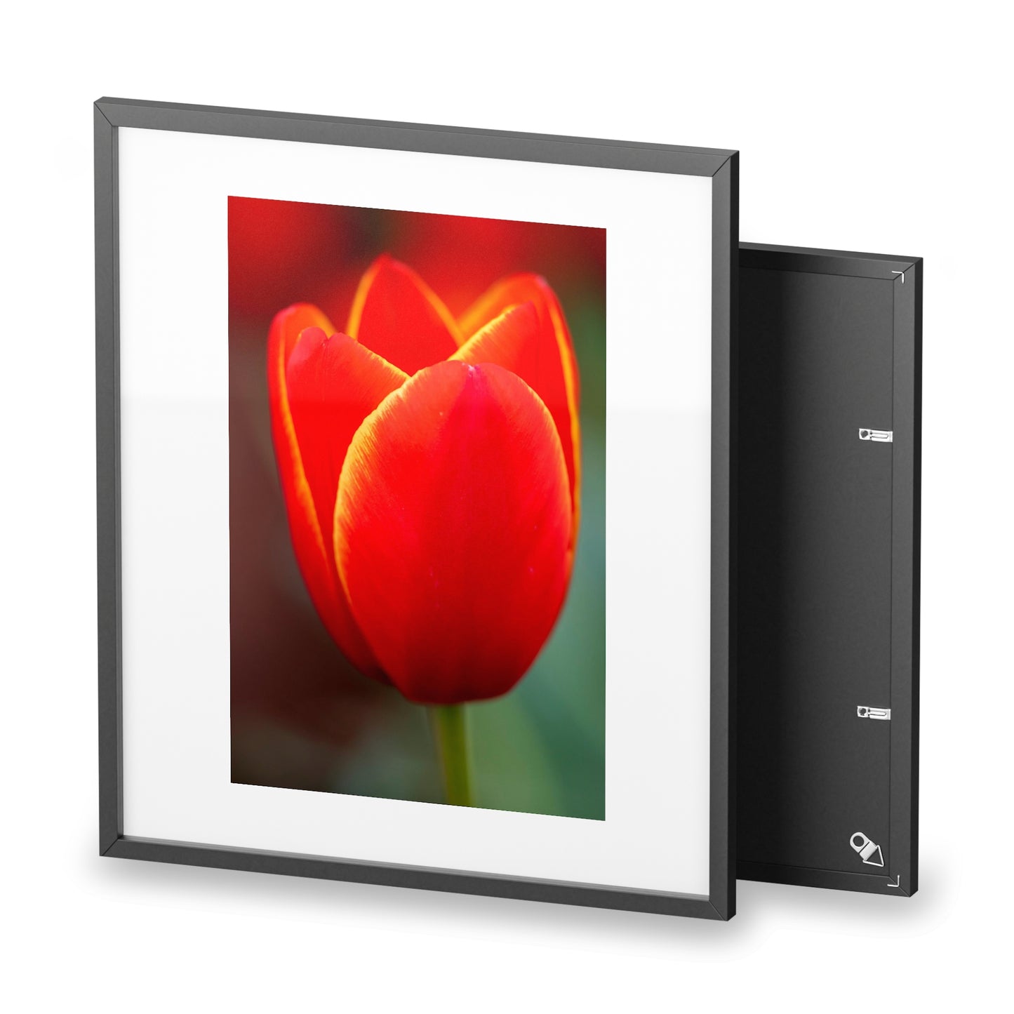 Fiery red and yellow tulip on a framed matte  poster