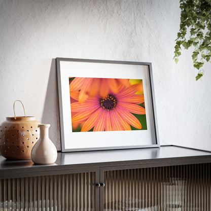 Colorful daisy printed on a framed matte poster