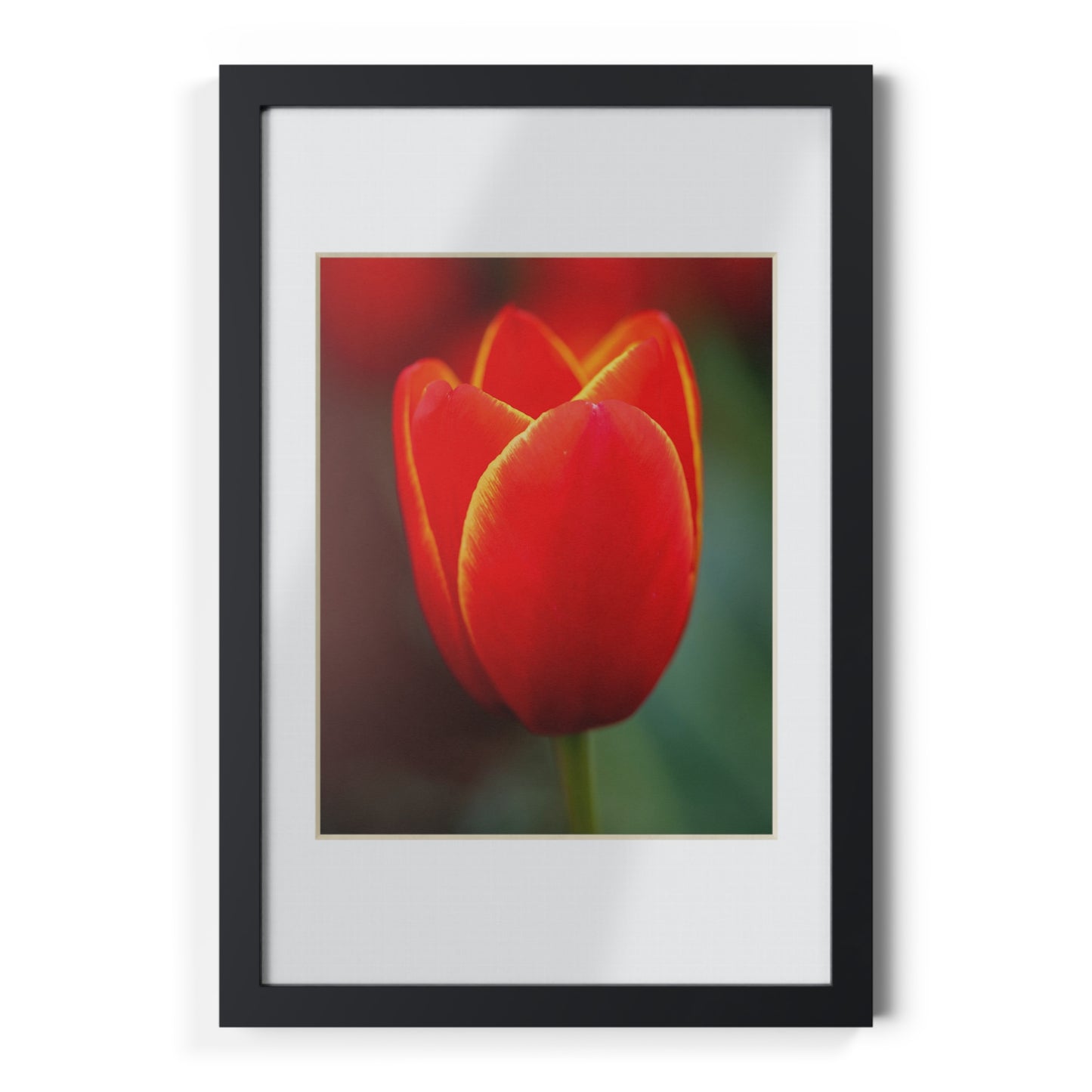 Fiery red and yellow tulip in a black framed poster