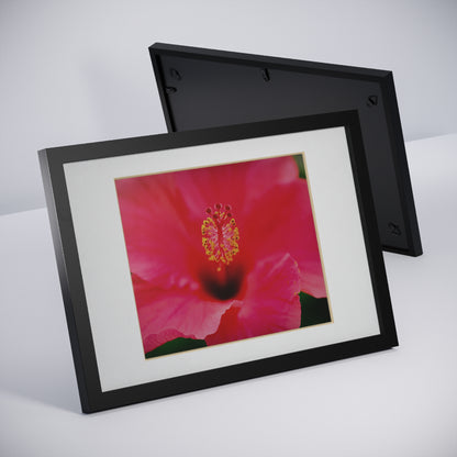 A beautiful hibiscus flower printed on a black framed poster