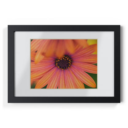 Colorful daisy printed on a black framed posters