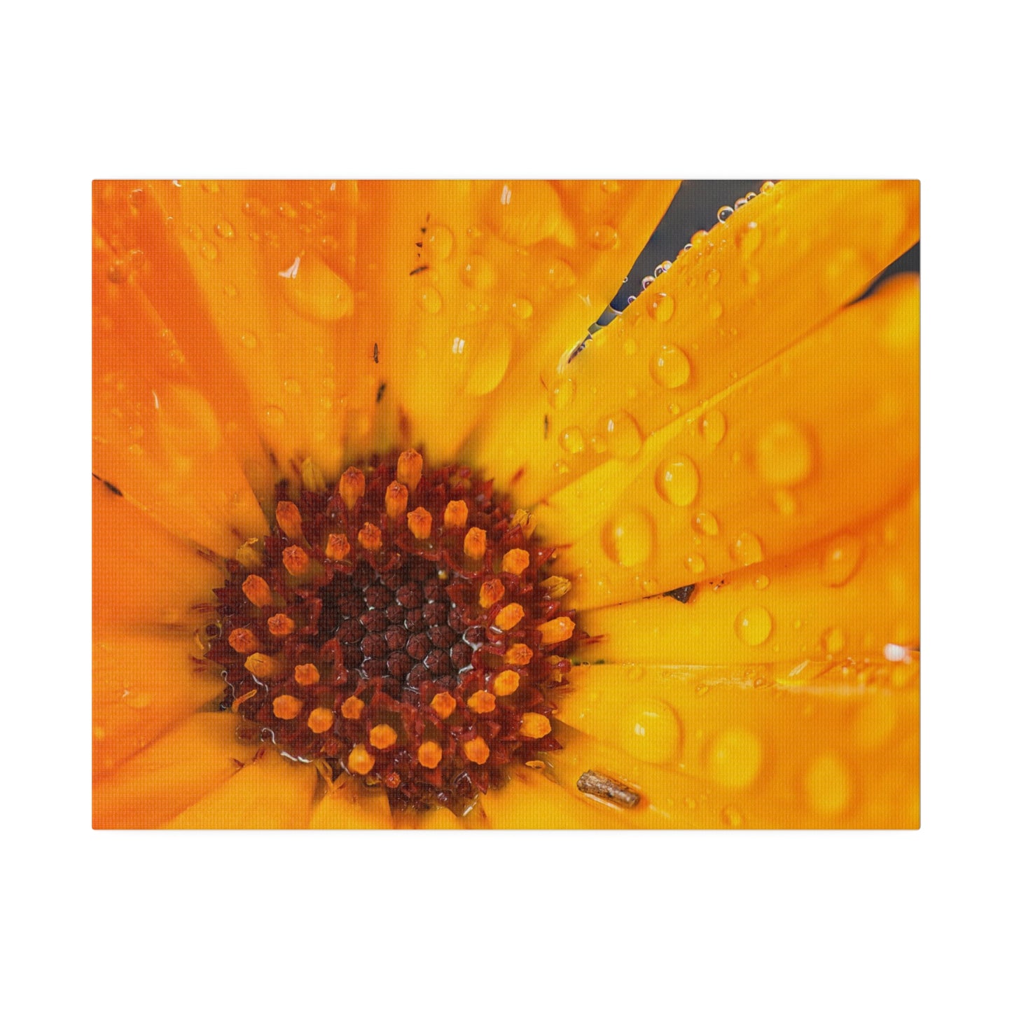 Orange flower petals drenched in dew printed on a stretched matte canvas