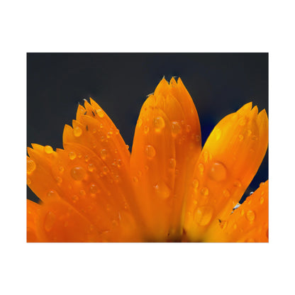 Orange flower petals drenched in dew printed on a rollable poster