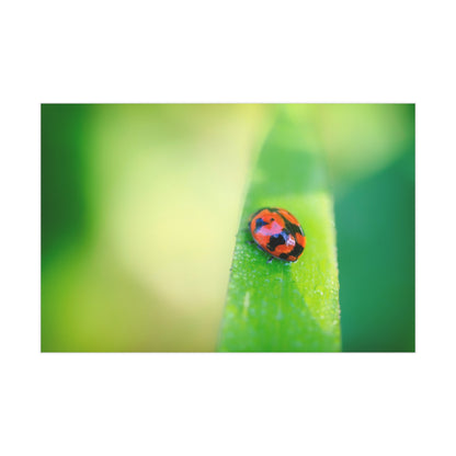 A macro print of a beautiful lady bug