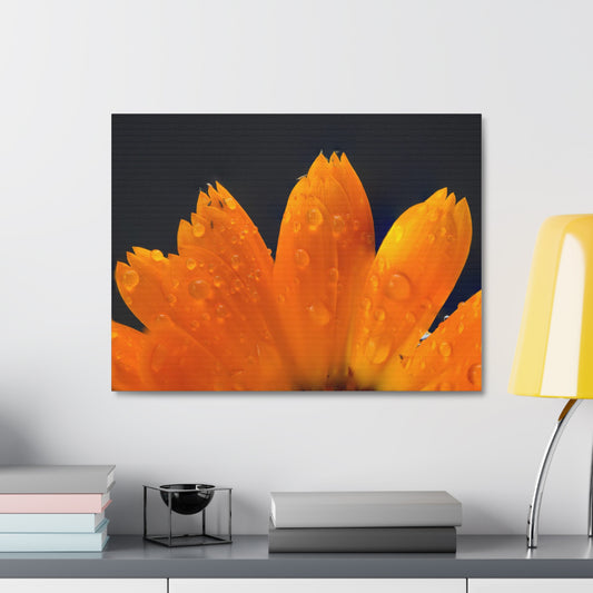 Orange flower petals drenched in dew printed on a stretched satin canvas