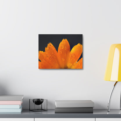 Orange flower petals drenched in dew printed on a stretched satin canvas