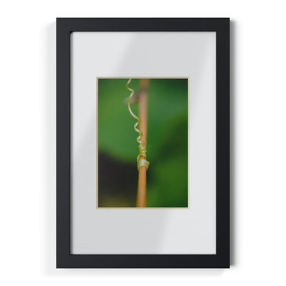 Nature's grip! A stunning macro print on a stretched matte canvas