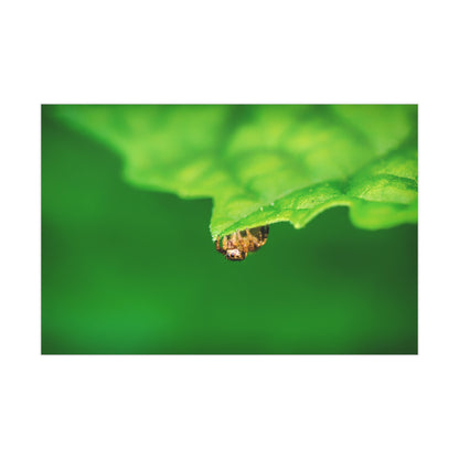 They live amongst us! A macro print of a tiny spider sitting at the edge of a luscious green leaf