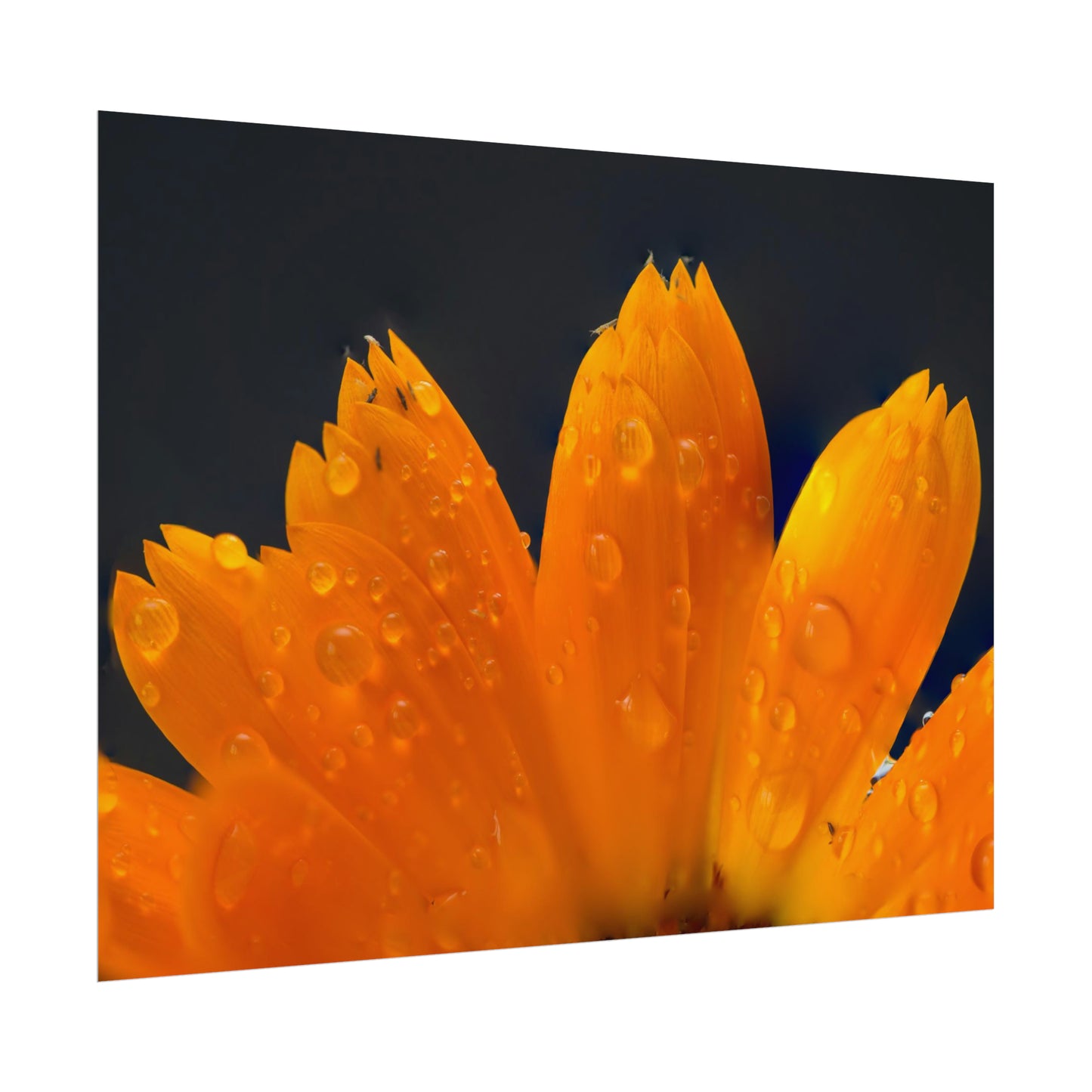 Orange flower petals drenched in dew printed on a rollable poster