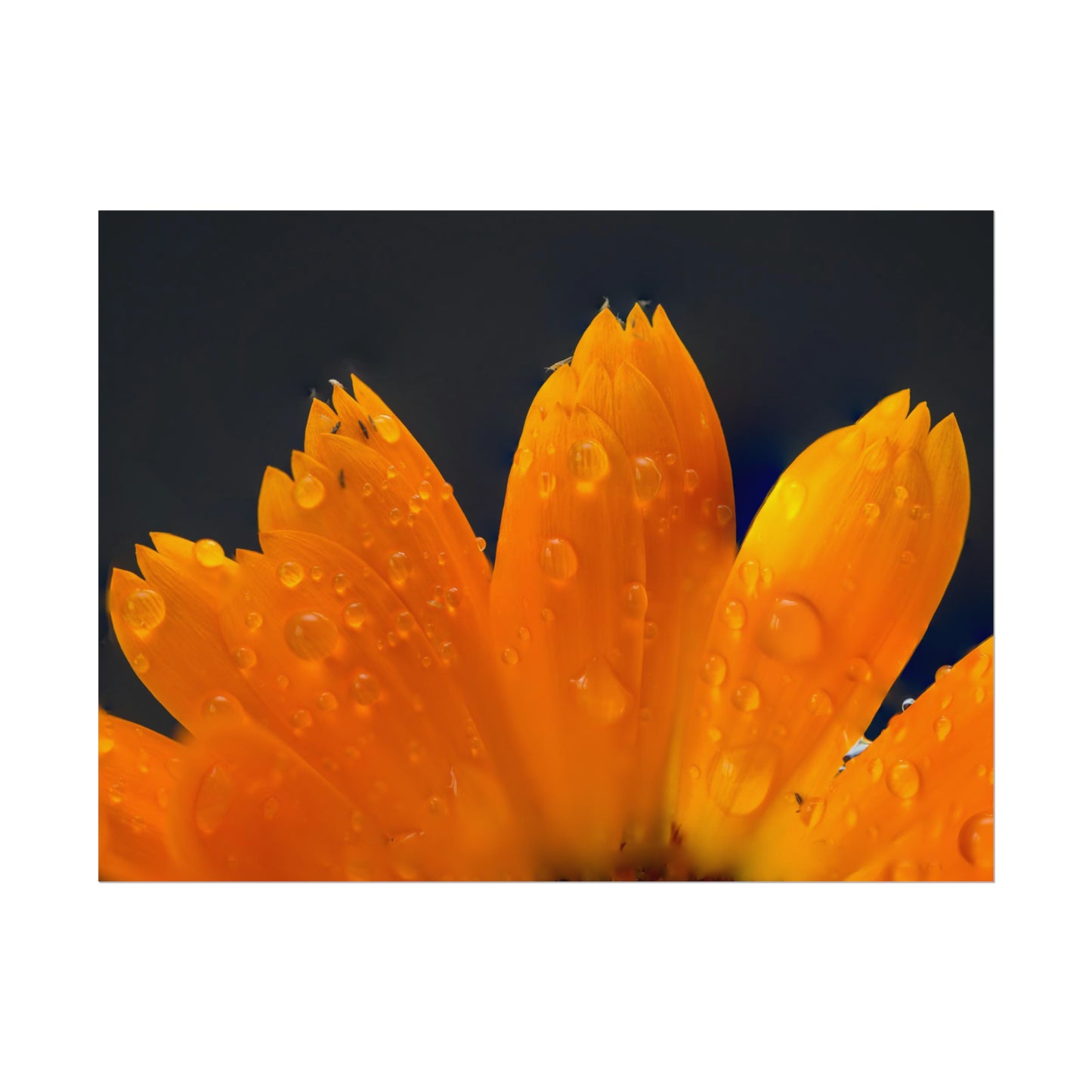 Orange flower petals drenched in dew printed on a rollable poster