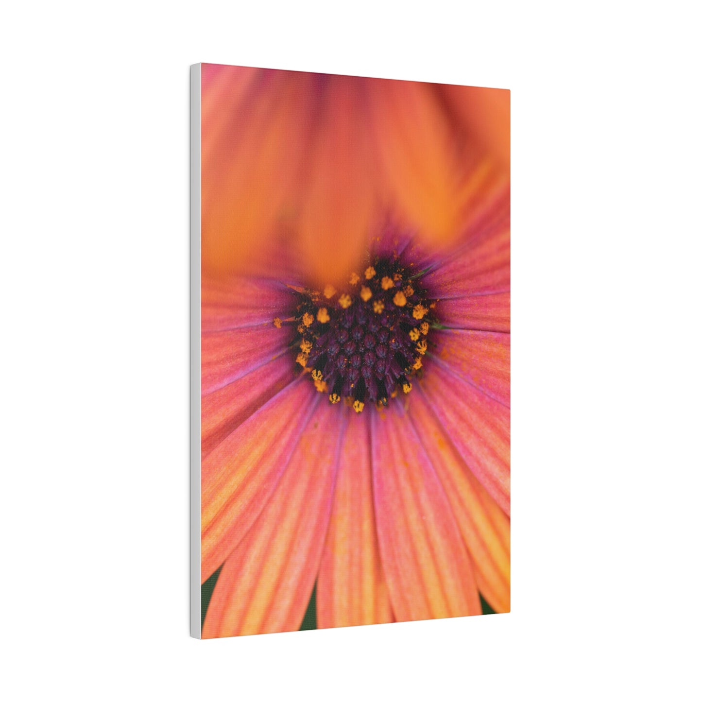 Colorful daisy printed on a stretched matte canvas