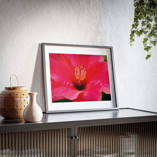 A beautiful hibiscus flower printed on a framed matte poster