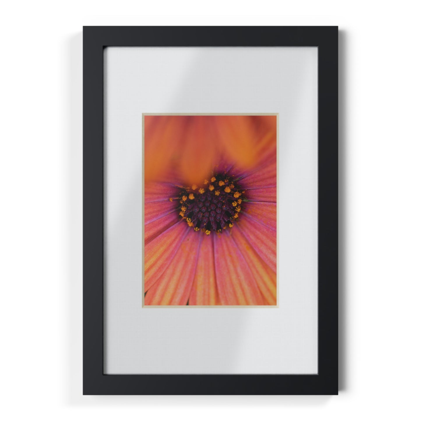 Colorful daisy printed on a black framed posters